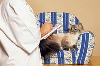 chat sacré de birmanie sur le divan du psy pour chats