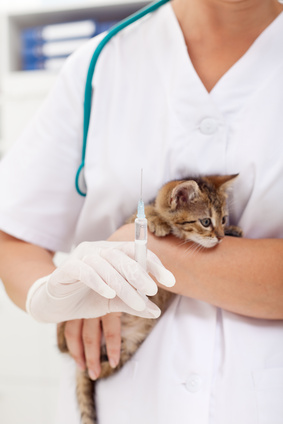 Veterinary treatment for a little kitten
